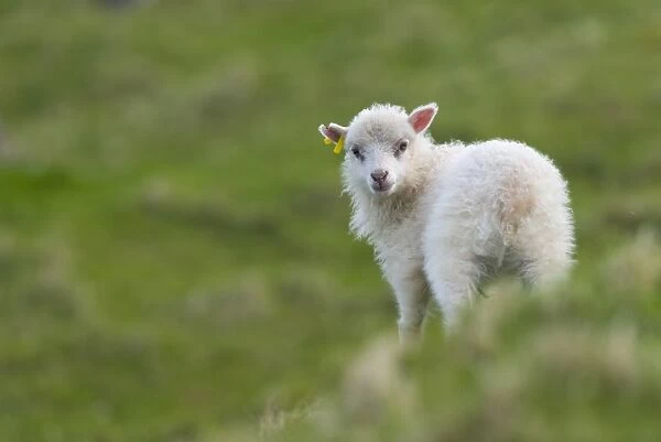 Lamb, Mykines, Faroe Islands, Denmark