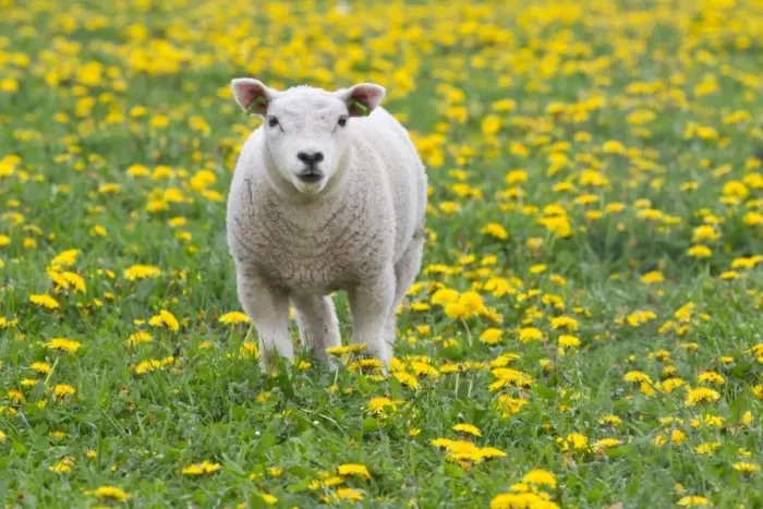 Framed Print : Lamb -Ovis orientalis aries- standing in dandelion meadow, Texel, The Netherlands Framed Print : Lamb -Ovis orientalis aries- standing in dandelion meadow, Texel, The Netherlands