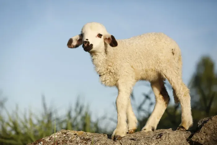 Framed Print : Lamb standing on a rock Framed Print : Lamb standing on a rock