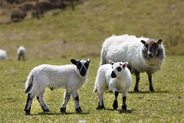 Lambs, County Cork, Ireland, British Isles, Europe