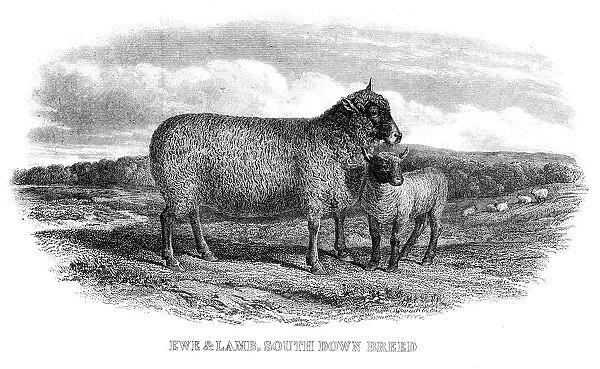 Lambs engraving 1878