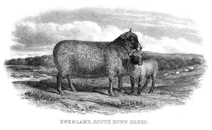 Framed Print : Lambs engraving 1878 Framed Print : Lambs engraving 1878