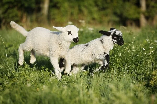 Two lambs jumping over a meadow
