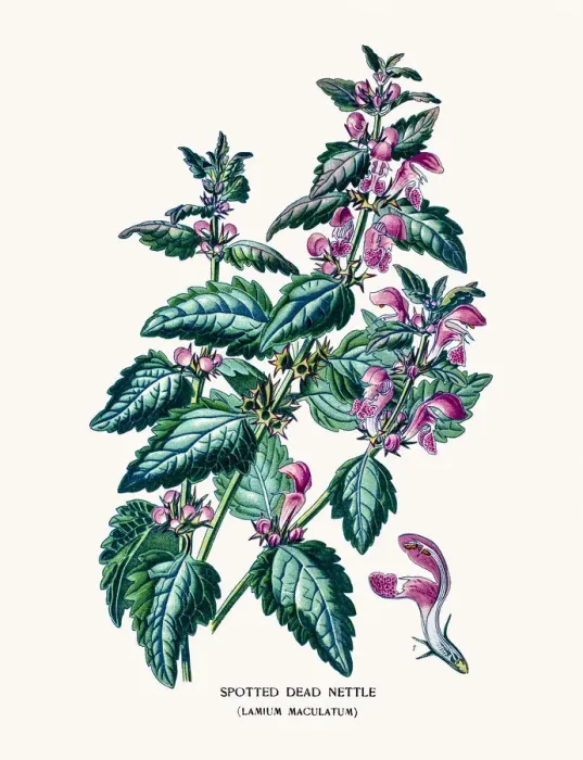 Framed Print : lamium maculatum Framed Print : lamium maculatum