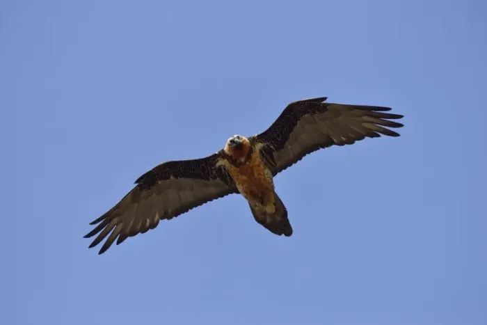 Framed Print : Lammergeier or Bearded Vulture -Gypaetus barbatus-, Swiss National Park, Lower Engadin, Canton of Graubunden, Switzerland Framed Print : Lammergeier or Bearded Vulture -Gypaetus barbatus-, Swiss National Park, Lower Engadin, Canton of Graubunden, Switzerland