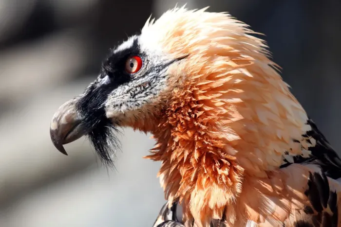 Framed Print : Lammergeier or Bearded Vulture (Gypaetus barbatus), Alpine Zoo Innsbruck, Tyrol, Austria, Europe Framed Print : Lammergeier or Bearded Vulture (Gypaetus barbatus), Alpine Zoo Innsbruck, Tyrol, Austria, Europe