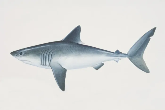 Framed Print : Lamna nasus, Porbeagle, side view