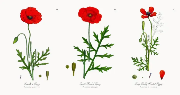 Framed Print : Lamotteas Poppy, Papaver Lamottei, Victorian Botanical Illustration, 1863