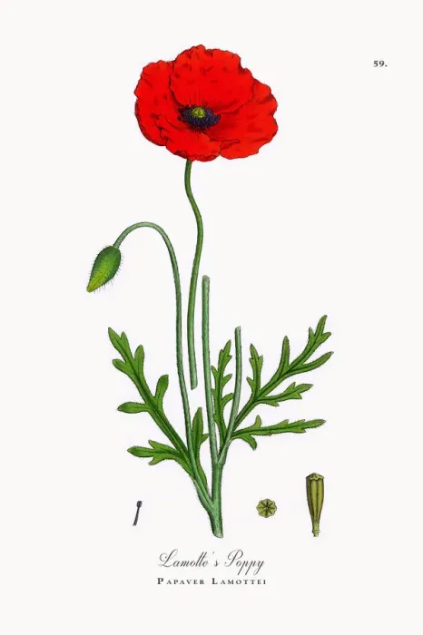 Framed Print : Lamotteas Poppy, Papaver Lamottei, Victorian Botanical Illustration, 1863 Framed Print : Lamotteas Poppy, Papaver Lamottei, Victorian Botanical Illustration, 1863