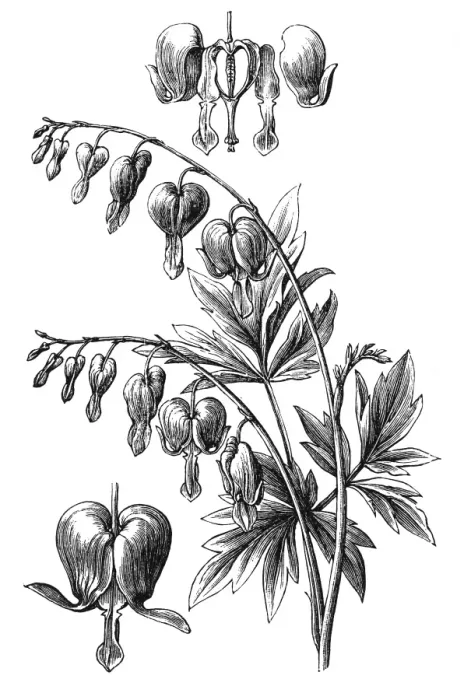 Framed Print : Lamprocapnos spectabilis (bleeding heart) Framed Print : Lamprocapnos spectabilis (bleeding heart)
