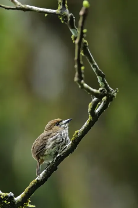 Framed Print : Lanceolated Monklet (Micromonacha lanceolata) hunting Framed Print : Lanceolated Monklet (Micromonacha lanceolata) hunting