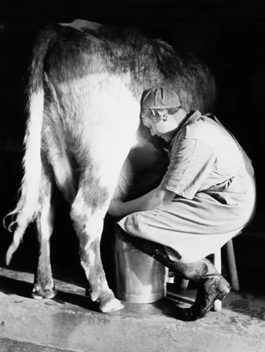 Framed Print : Land Girl Milking Cow