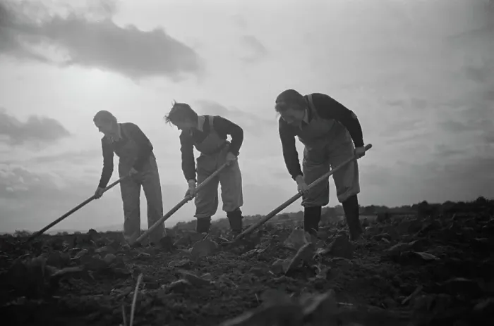 Framed Print : Land Girls At Work Framed Print : Land Girls At Work