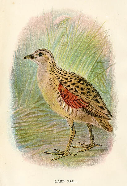 Land rail birds from Great Britain 1897