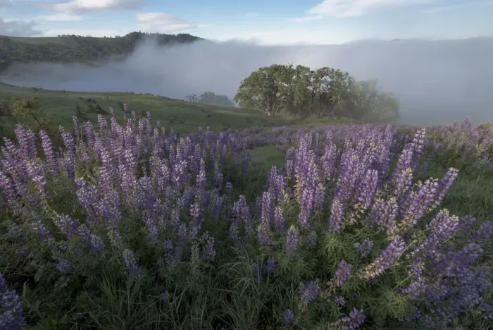 Framed Print : Landscape from Bald Hills Road with oak trees, lupine, green hills and fog. Redwood National Park, California, USA Framed Print : Landscape from Bald Hills Road with oak trees, lupine, green hills and fog. Redwood National Park, California, USA
