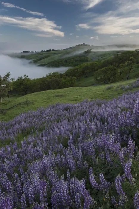 Framed Print : Landscape from Bald Hills Road with oak trees, lupine, green hills and fog. Redwood National Park, California, USA Framed Print : Landscape from Bald Hills Road with oak trees, lupine, green hills and fog. Redwood National Park, California, USA