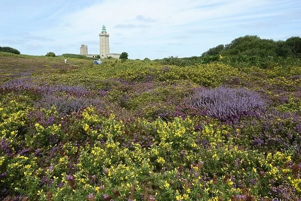 Landscape with Bell Heather -Erica cinerea- and Common Gorse -Ulex europaeus- at Cap Frehel, Department Cotes-dArmor, Brittany, France
