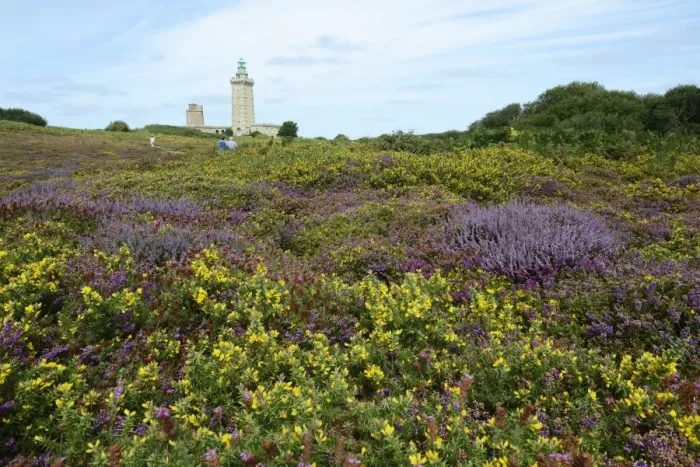 Framed Print : Landscape with Bell Heather -Erica cinerea- and Common Gorse -Ulex europaeus- at Cap Frehel, Department Cotes-dArmor, Brittany, France