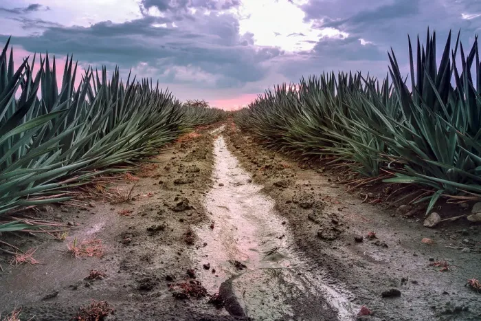 Framed Print : Landscape Blue Agave Framed Print : Landscape Blue Agave