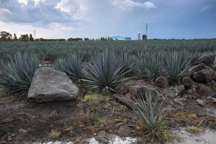 Framed Print : Landscape Blue Agave Framed Print : Landscape Blue Agave