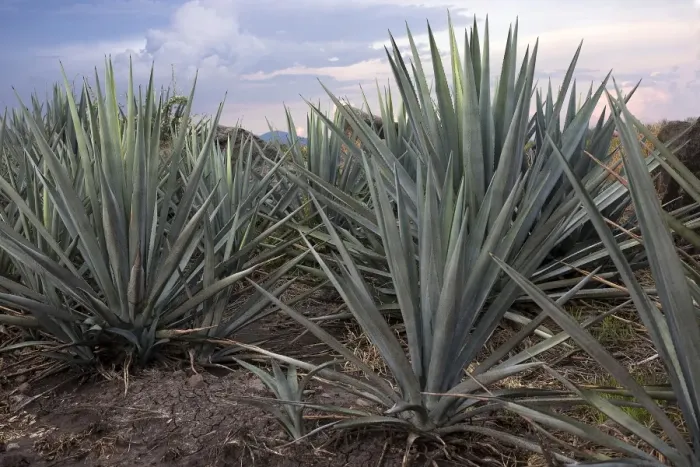 Framed Print : Landscape Blue Agave Framed Print : Landscape Blue Agave