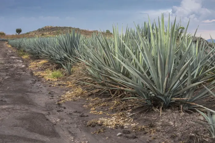 Framed Print : Landscape Blue Agave Framed Print : Landscape Blue Agave
