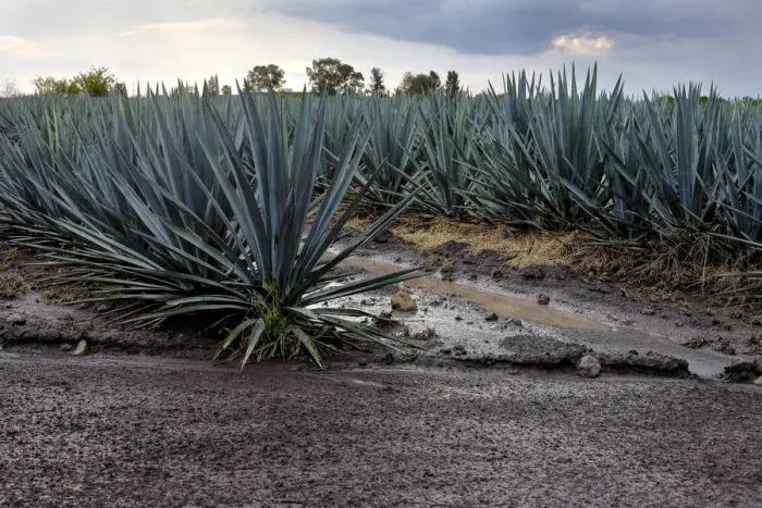 Framed Print : Landscape Blue Agave Framed Print : Landscape Blue Agave