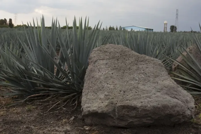 Framed Print : Landscape Blue Agave Framed Print : Landscape Blue Agave