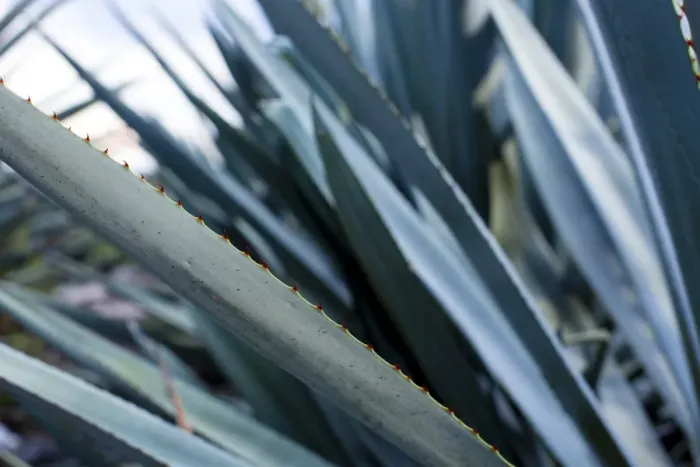 Framed Print : Landscape Blue Agave Framed Print : Landscape Blue Agave