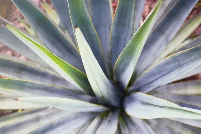 Framed Print : Landscape Blue Agave