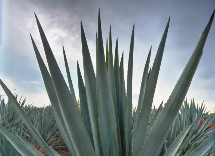 Framed Print : Landscape Blue Agave Framed Print : Landscape Blue Agave