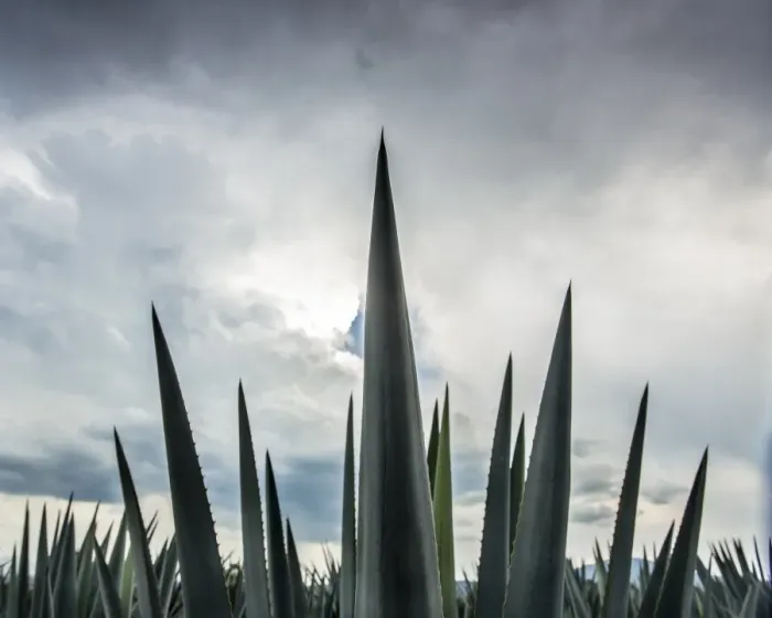 Framed Print : Landscape Blue Agave Framed Print : Landscape Blue Agave