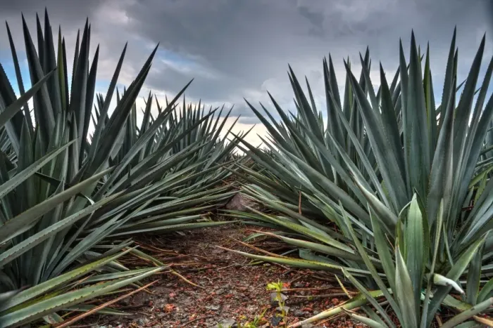 Framed Print : Landscape Blue Agave Framed Print : Landscape Blue Agave