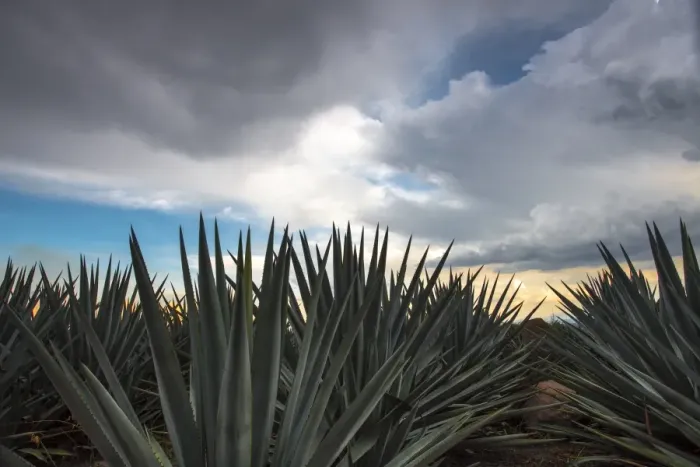 Framed Print : Landscape Blue Agave Framed Print : Landscape Blue Agave