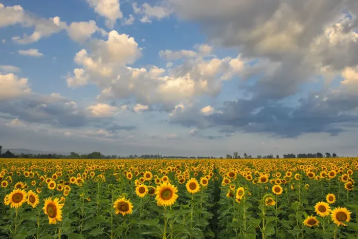 Framed Print : Landscape of Bright Yellow Sunflowers in a field in the Early Morning, Magaliesburg, Gauteng Province, South Africa Framed Print : Landscape of Bright Yellow Sunflowers in a field in the Early Morning, Magaliesburg, Gauteng Province, South Africa