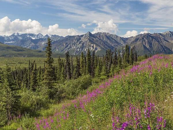 Landscape with Chugach Mountains, Alaska, USA