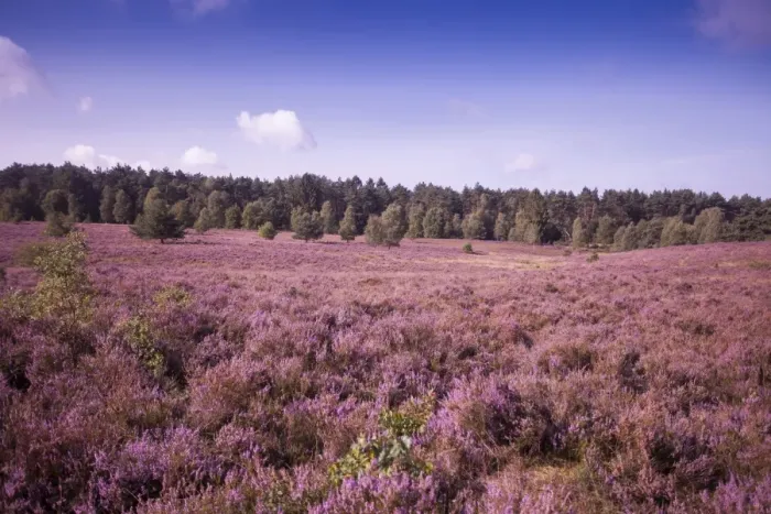 Framed Print : Landscape with flowering Heather -Calluna vulgaris-, heath blooming season, Luneburg Heath Nature Park, near Schneverdingen, Lower Saxony, Germany Framed Print : Landscape with flowering Heather -Calluna vulgaris-, heath blooming season, Luneburg Heath Nature Park, near Schneverdingen, Lower Saxony, Germany