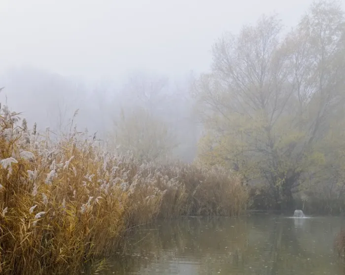 Framed Print : Landscape, fog, Schoenau fish ponds, Schoenau, Lower Austria, Austria, Europe Framed Print : Landscape, fog, Schoenau fish ponds, Schoenau, Lower Austria, Austria, Europe