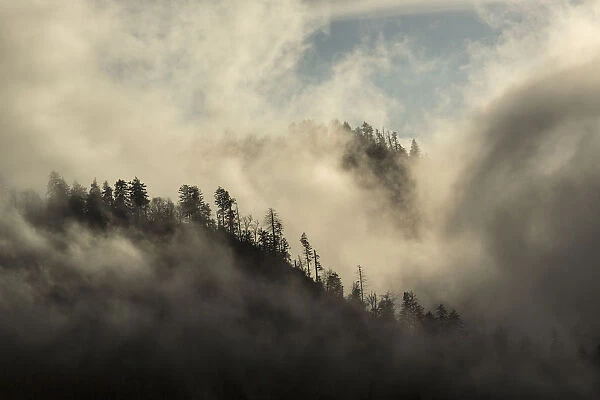 Landscape with forest and clouds, Morton Overlook, Great Smoky Mountains National Park, Tennessee, USA