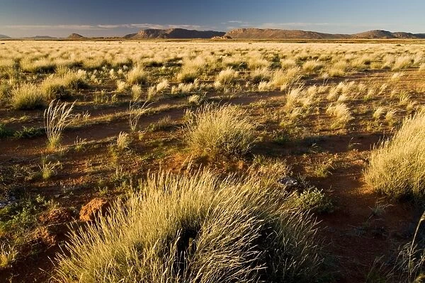 Landscape with grass, Richtersveld National Park, Northern Cape, South Africa, Africa