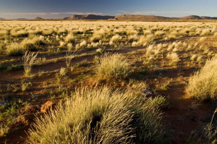 Framed Print : Landscape with grass, Richtersveld National Park, Northern Cape, South Africa, Africa Framed Print : Landscape with grass, Richtersveld National Park, Northern Cape, South Africa, Africa