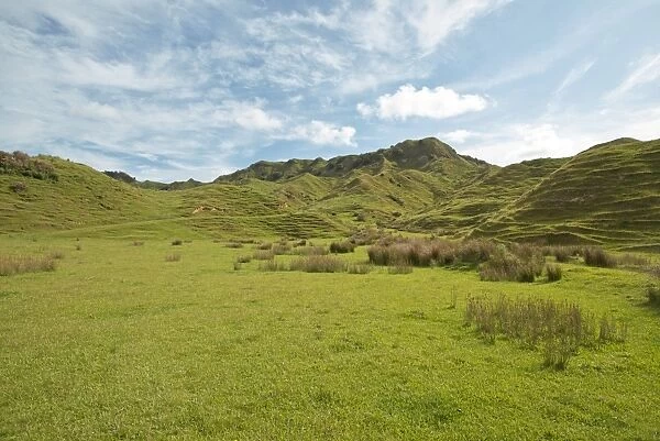 Landscape with green hills, Coromandel, Coromandel Peninsula, North Island, New Zealand