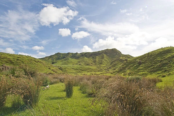 Landscape with green hills and rushes, Coromandel, Coromandel Peninsula, North Island, New Zealand