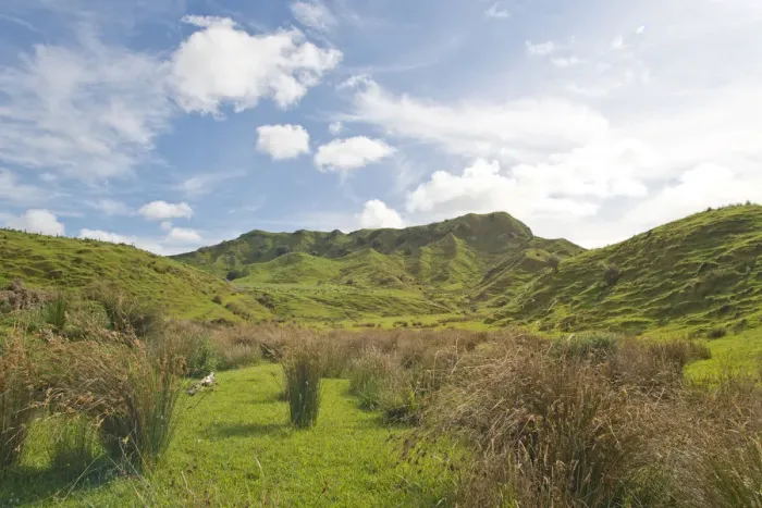 Framed Print : Landscape with green hills and rushes, Coromandel, Coromandel Peninsula, North Island, New Zealand Framed Print : Landscape with green hills and rushes, Coromandel, Coromandel Peninsula, North Island, New Zealand