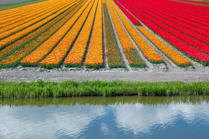Framed Print : Landscape in Holland in spring with tulips Framed Print : Landscape in Holland in spring with tulips