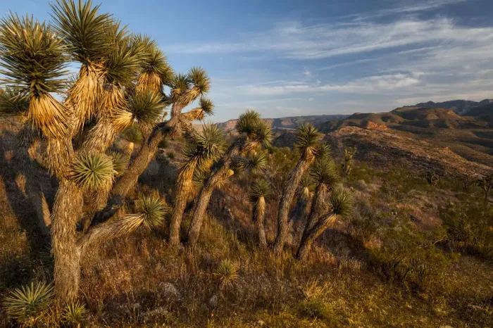 Framed Print : Landscape with Joshua trees (Yucca brevifolia) in Mojave Wilderness Area, Utah, USA Framed Print : Landscape with Joshua trees (Yucca brevifolia) in Mojave Wilderness Area, Utah, USA