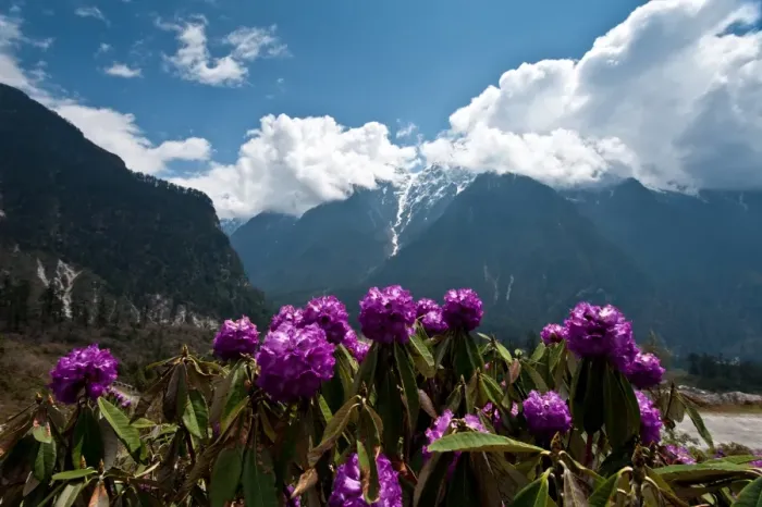 Framed Print : Landscape of Lachung area, North Sikkim, India Framed Print : Landscape of Lachung area, North Sikkim, India