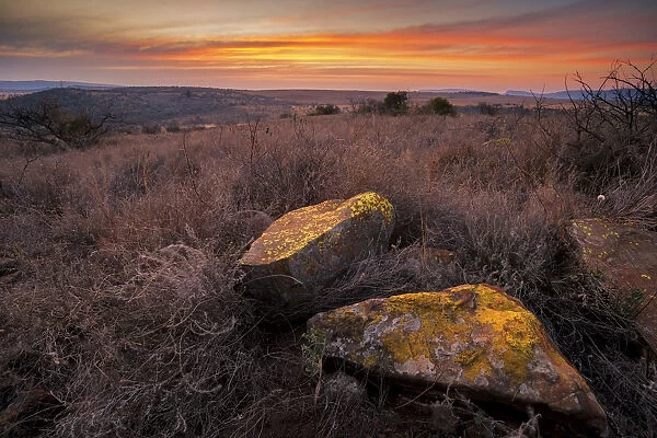 Landscape of Magaliesberg rocks covered with Lichen at sunset in the hills of the Magaliesberg mountain range, North West Province, South Africa