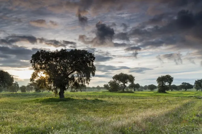 Framed Print : Landscape in morning light, at Quintana de la Serena, Extremadura, Spain Framed Print : Landscape in morning light, at Quintana de la Serena, Extremadura, Spain