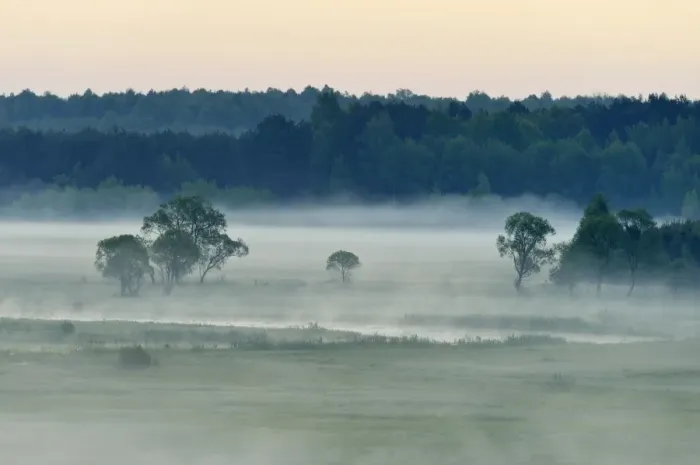 Framed Print : Landscape in morning mist, Biebrza National Park, Podlaskie Voivodeship, Poland Framed Print : Landscape in morning mist, Biebrza National Park, Podlaskie Voivodeship, Poland